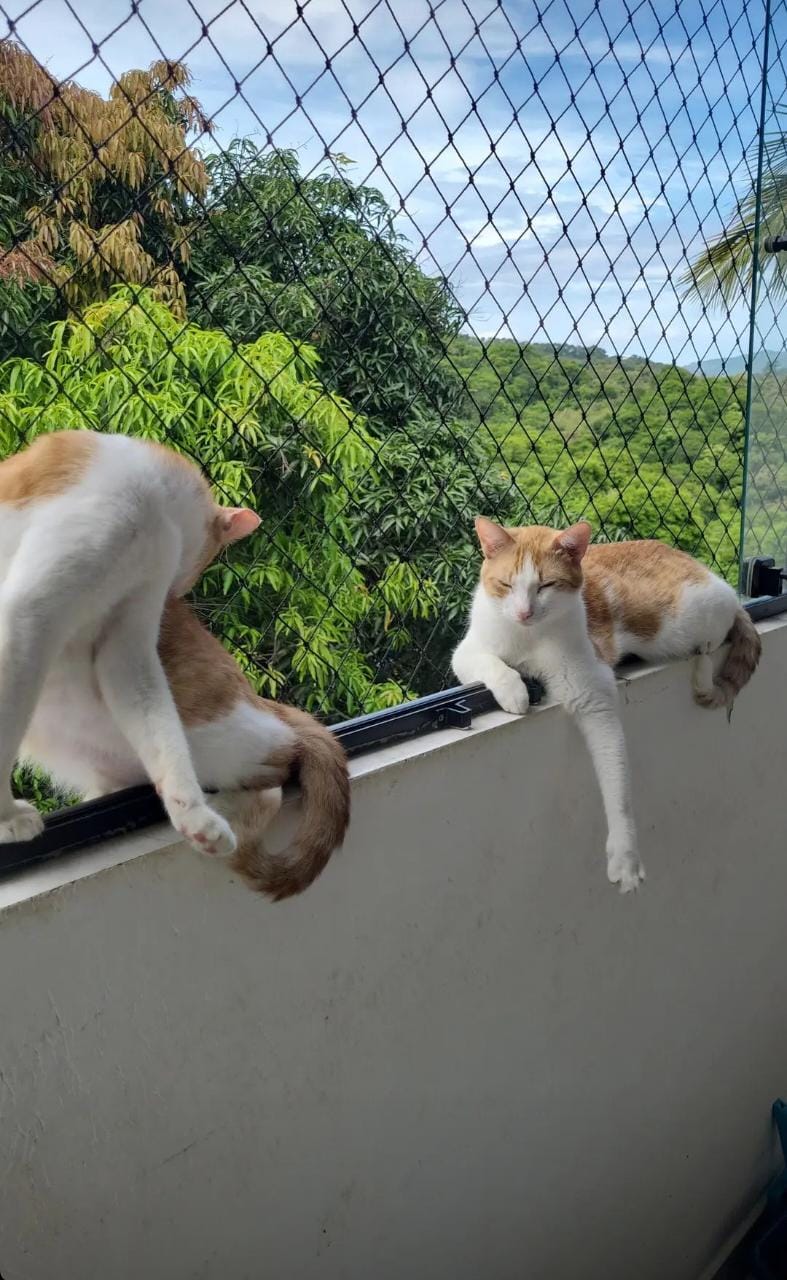 Rede de proteção para gatos